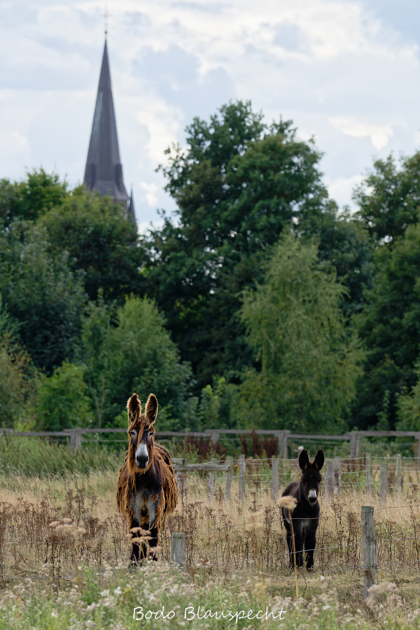 08.23 16.22 34   Poitou Esel   Steveraue WEB